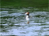 Great Crested Grebe (Podiceps cristatus) BD004