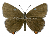 Green Hairstreak (male) Callophrys rubi L0082