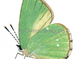 Green Hairstreak (male)  Callophrys rubi L0084