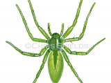 Green Huntsman Spider female (Micrommata virescens) SP0036