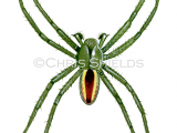 Green Huntsman Spider male (Micrommata virescens) SP0038