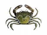 Green Shore Crab (Carcinus maenas) OS001
