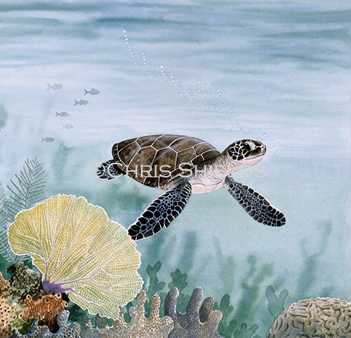 Green Turtle juvanile (Chelonia mydas) R0024
