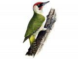Green Woodpecker male (Picus viridis) B00496