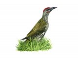 Green Woodpecker juvenile (Picus viridis) B00497.
