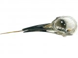 Green Woodpecker Skull (Pictus viridis) BD0140