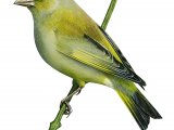 Greenfinch (Carduelis chloris) BD0329
