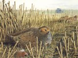 Grey Partridge (Perdix perdix) BD0332