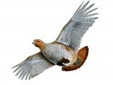 Grey Partridge (Perdix perdix) BD004