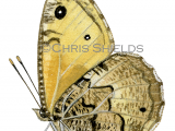 Greyling (Hipparchia semele) L0097