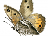 Greyling (Hipparchia semele) L0098