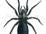 Ground Spider (Zelotes latreillei) SP0039