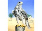 Gyrfalcon (Falco rusticolus) BD0515