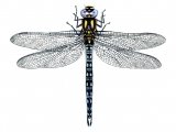 Dragonfly (Hairy) Brachytron pratense IN001