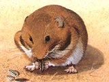 Hamster (Mesocricetus auratus) M001