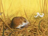 Harvest Mouse (Micromys minutus) M005