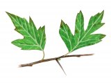 Hawthorn leaves (Crataegus monogyna) BT028