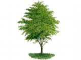 Hawthorn Tree (Crataegus monogyna) BT025