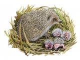 Hedgehog (Erinaceus europaeus) M009