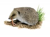 Hedgehog (Erinaceus europaeus) M0011