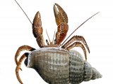 Crab (Hermit) Pagurus bernhardus OS002