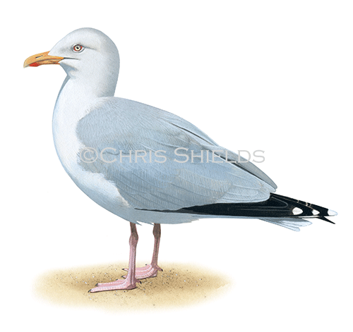 Herring Gull (Larus argentatus) BD0623