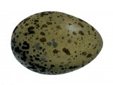 Herring Gull egg (Larus argentatus) BD0200