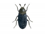 Hide Beetle (Dermestes undulatus) IN002
