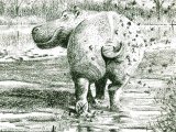 Glorius Mud (Hippopotamus amphibius) M001