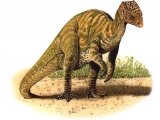 PD014 - Hererasaurus