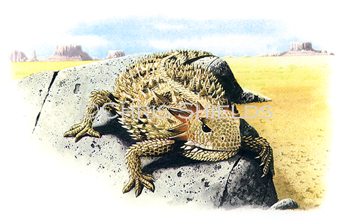 Horned Lizard (Phrynosoma coronatum) R0020