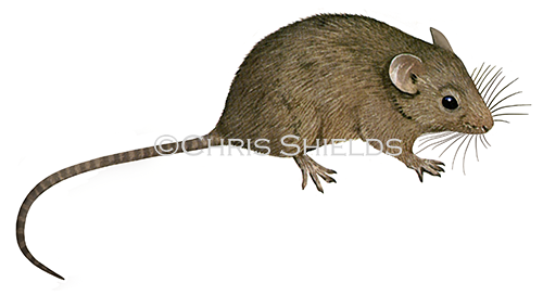 House Mouse (Mus musculus) M008