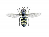 Hoverfly (male) (Didea fusciata) IN001
