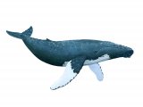 Whale - humpbacked (Megaptera novaeangliae) M002