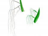 Hydra - Green & Brown (Hydra viridis) (H. oligactis) OS001