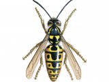 IH061 - Common Wasp (Vespula vugaris)