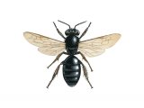 IH120 - Black Mining Bee (Andrena pilipes)