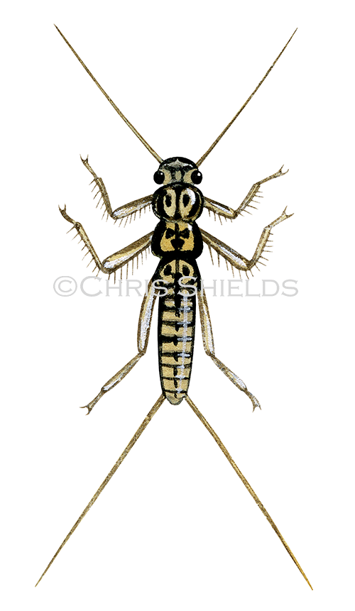 IN161 - Stonefly larvae (Leuctra geniculata