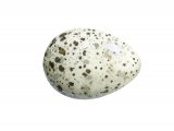 Jackdaw egg (Corvus monedula) BD0436