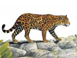Jaguar (Panthera onca) M003