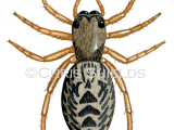 Jumping Spider (Europhrys langigera) SP0047.