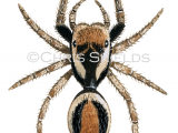 Jumping Spider (Evarcha falcata) SP0048