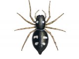 Jumping Spider (Heliophanus copreus) OS009