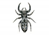 Jumping Spider (Marpissa muscosa) OS010