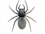 Jumping Spider (Neon reticulatus) OS006