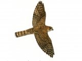 Kestrel female in flight (Falco tinnunculus) BD0518