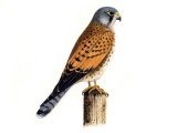 Kestrel male (Falco tinnunculus) BD0520