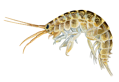 Killer Shrimp (Dikerogammarus villosus) OS001
