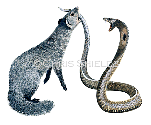 Mongoose (Indian Grey) Herpestes edwardsi M001