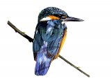 Kingfisher (Alcedo atthis) BD0354